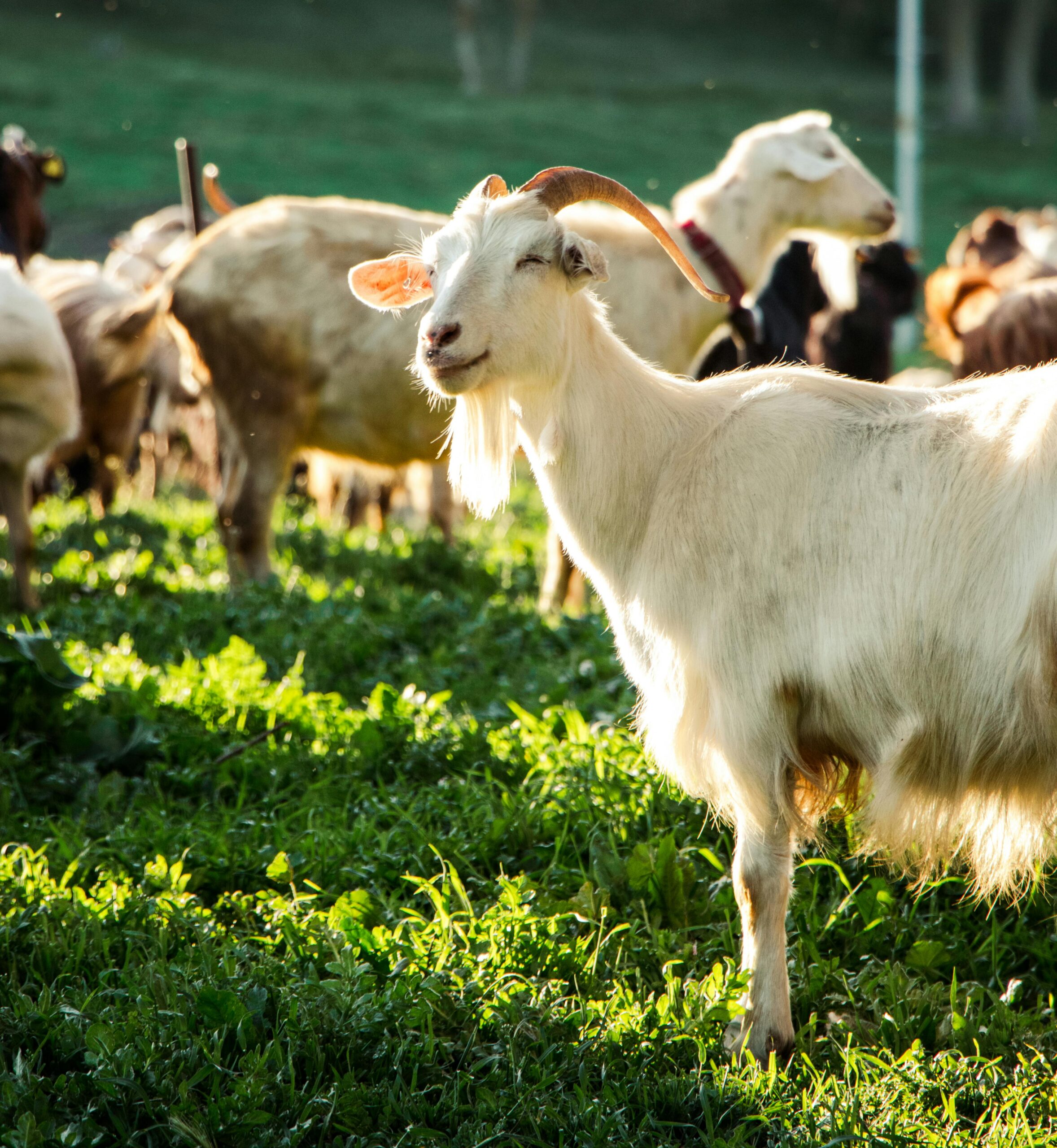 pexels-burakbasgoze-16565742